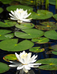 Aquatic Biodiversity in Maine