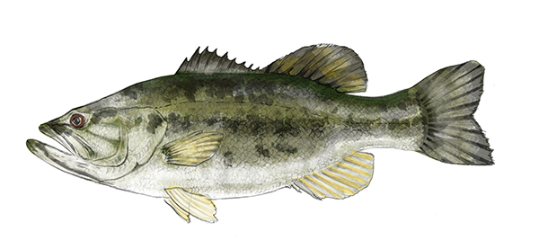Large Mouth Bass