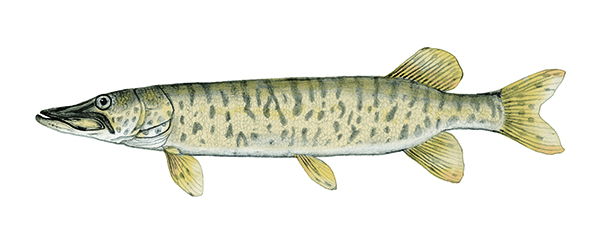 Muskellunge