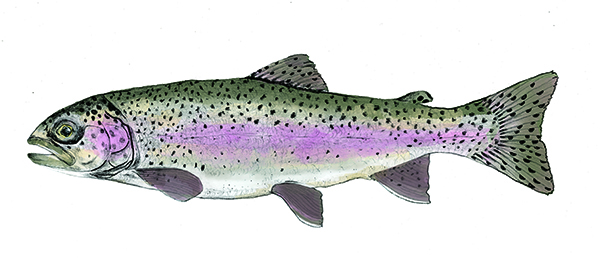 Rainbow Trout