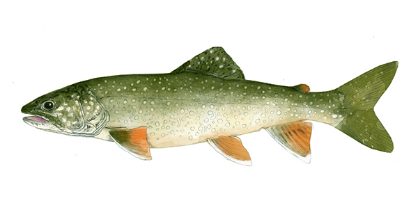Lake Trout