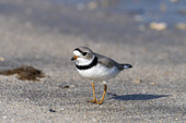 plover