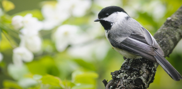 Bird Atlas - Project complete