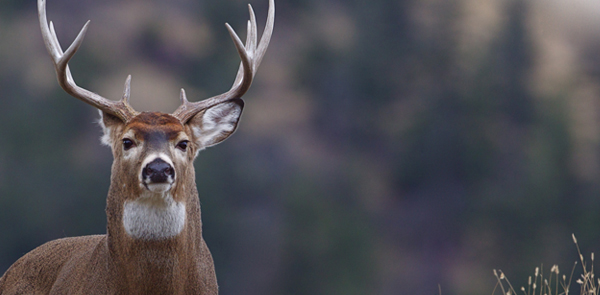 White-tailed Deer