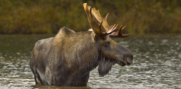 Moose