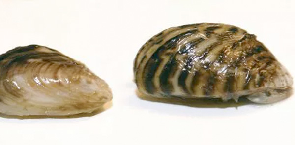 Zebra Mussel Settling Plate Project